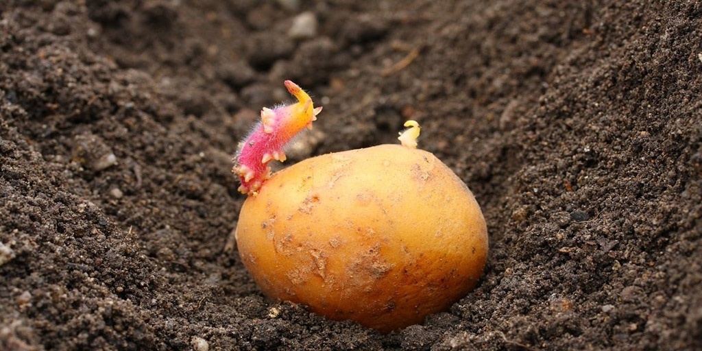 Посадка картоплі в 2023 році   коли садити, календар