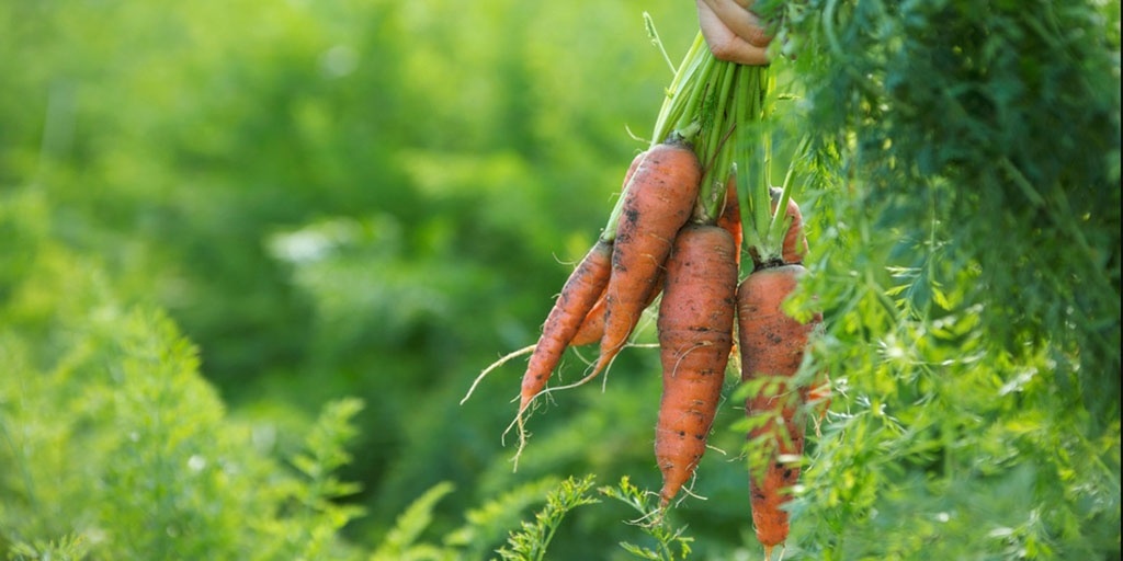 Посадка моркви в 2023 році | коли садити, календар