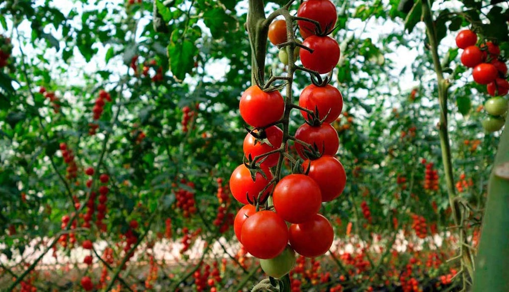 Посадка помідор на розсаду і в теплицю в 2023 році | коли садити, календар